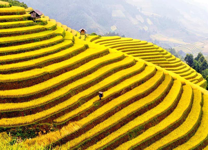GTT Insights | Where the Mountains Turn Gold in Sapa and Traditions Come Alive